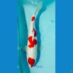 Kohaku Maruten 4step HQ 45cm strong 