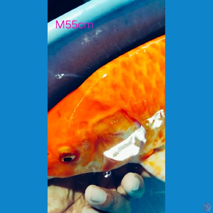 Super jumbo Karasi merah/jagung 55cm