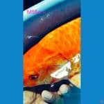 Super jumbo Karasi merah/jagung 55cm