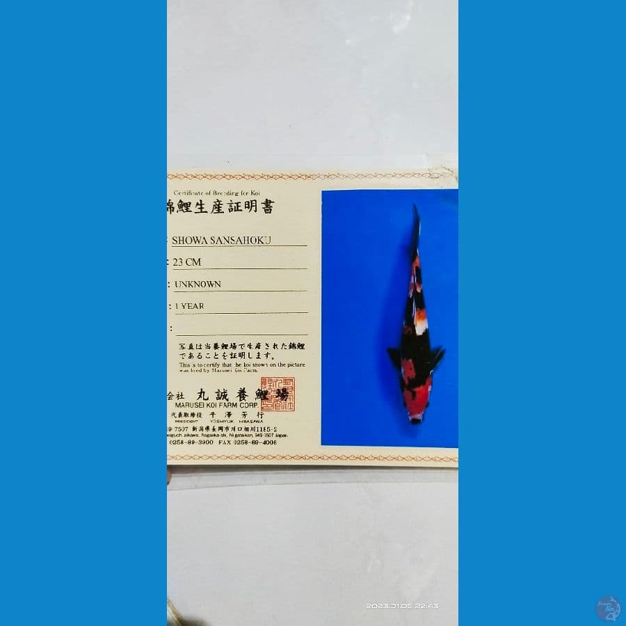 Showa Jumbo Marusai koi Farm 55Bu 
