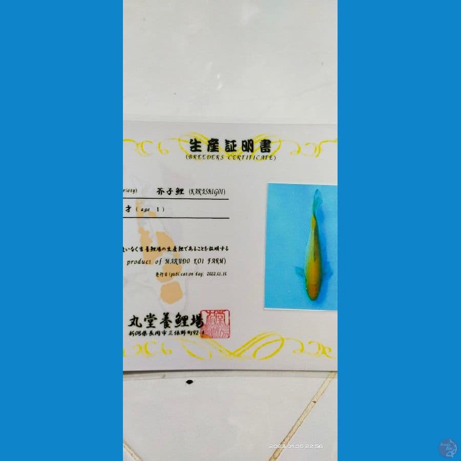 karasi Marudo koi Farm 35cm