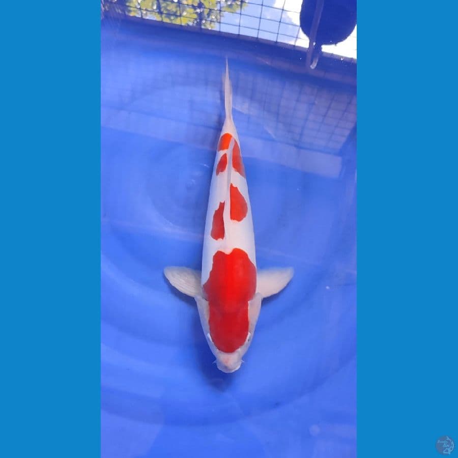 KOHAKU DOITSU