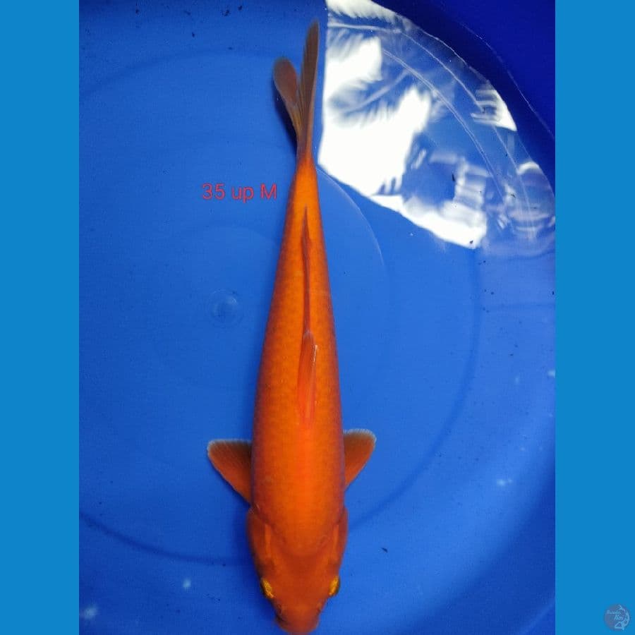 RED KARASI MALE 35 UP