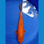RED KARASI MALE 35 UP