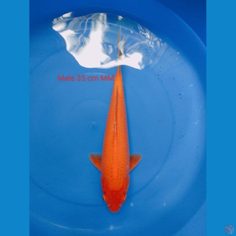 RED KARASI MATA MERAH 35 cm #MALE 