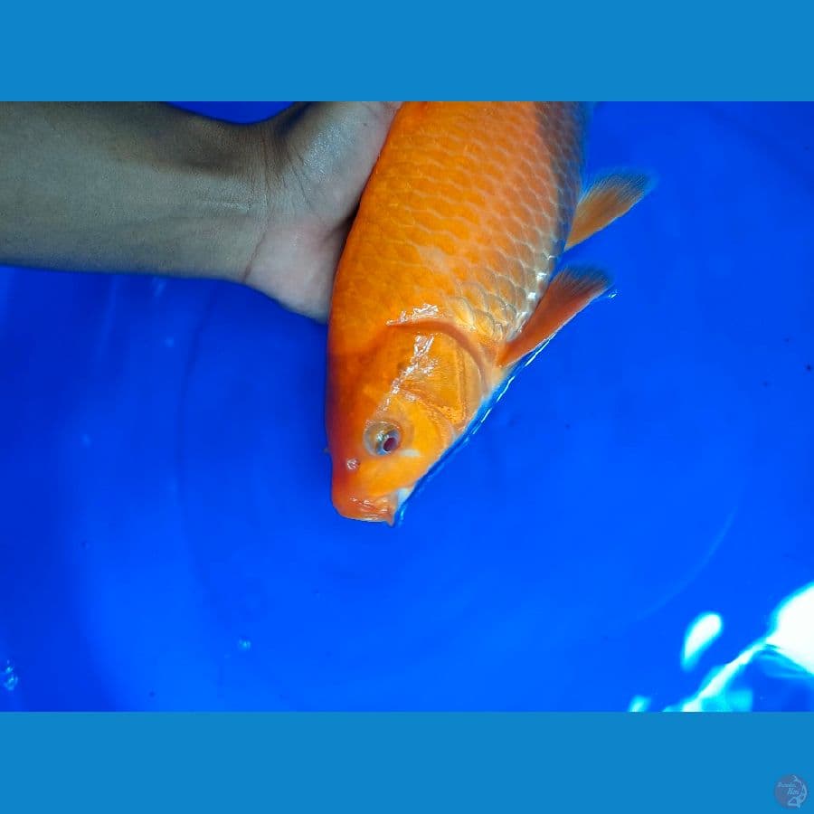 RED KARASI MATA MERAH 35 cm #MALE 