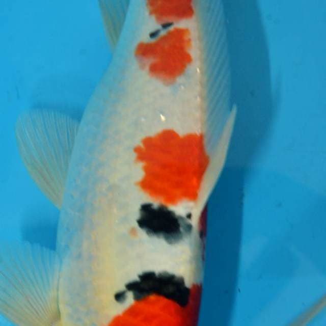 Sanke TATEGOI SUMI CEPLOK
