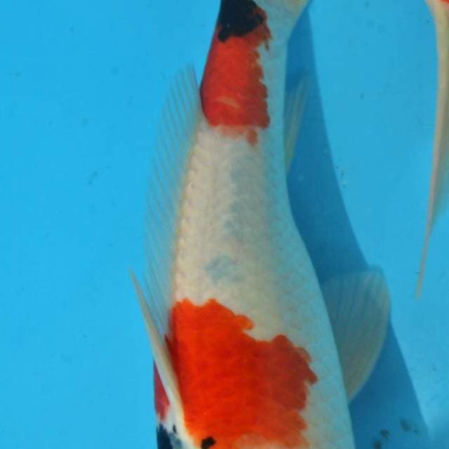 Sanke TATEGOI SUMI CEPLOK