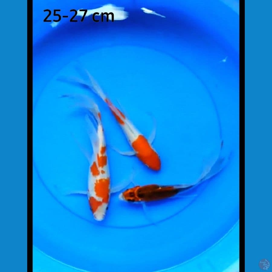 Kumpay 25-27 cm