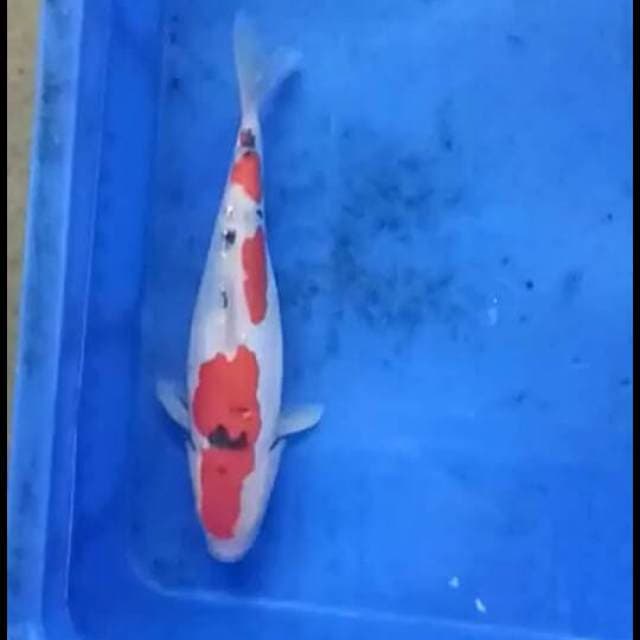 Sanke 27cm