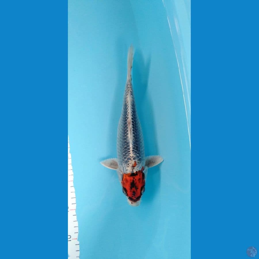 Tancho Ghosiki 27cm