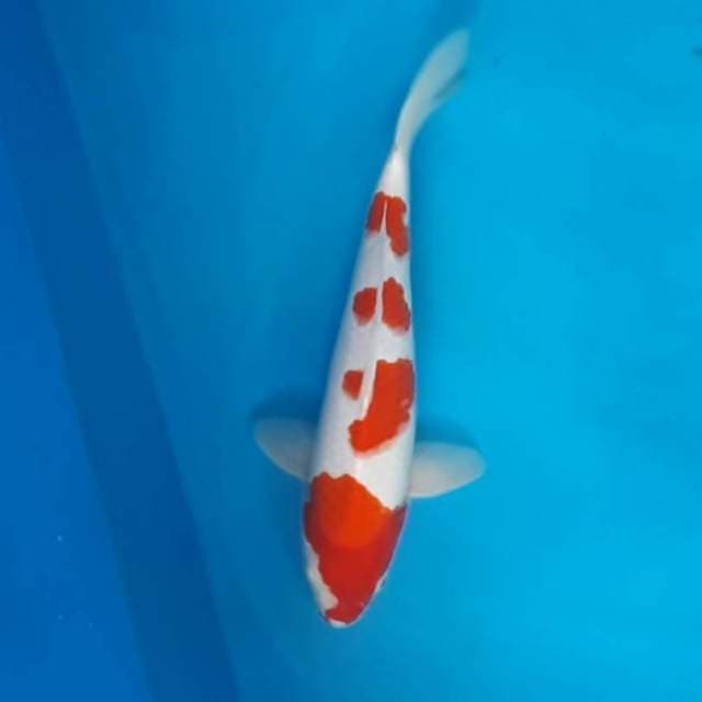 Kohaku TATEGOI BODY SEMOK