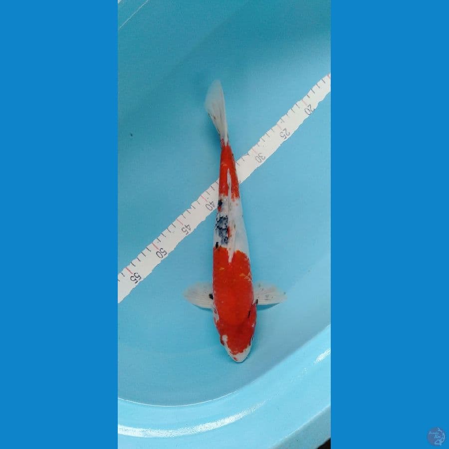 Showa 39cm