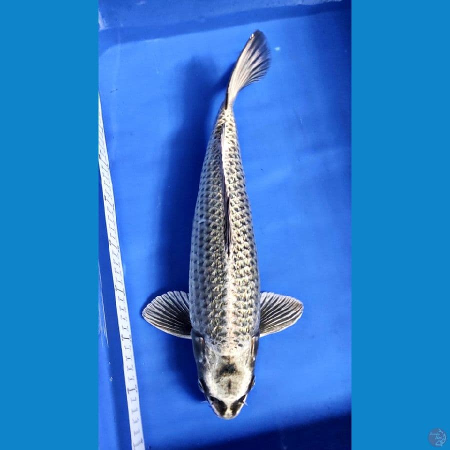 SILVER FOX 40CM