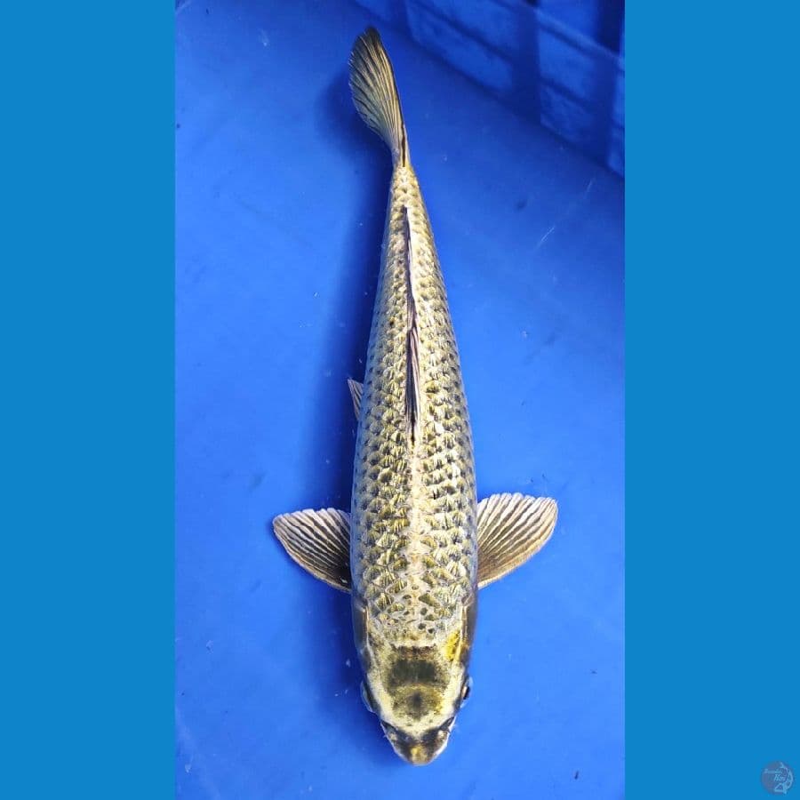 POLOSAN 35CM