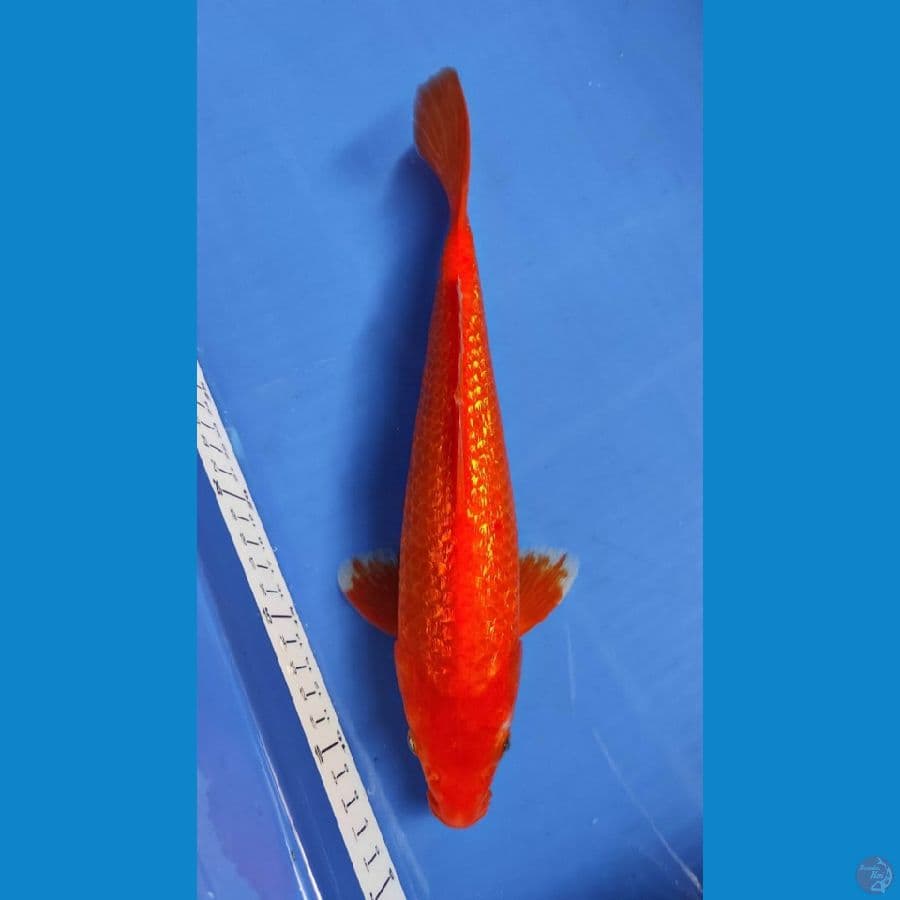 BENYGOI GINRIN 30BU