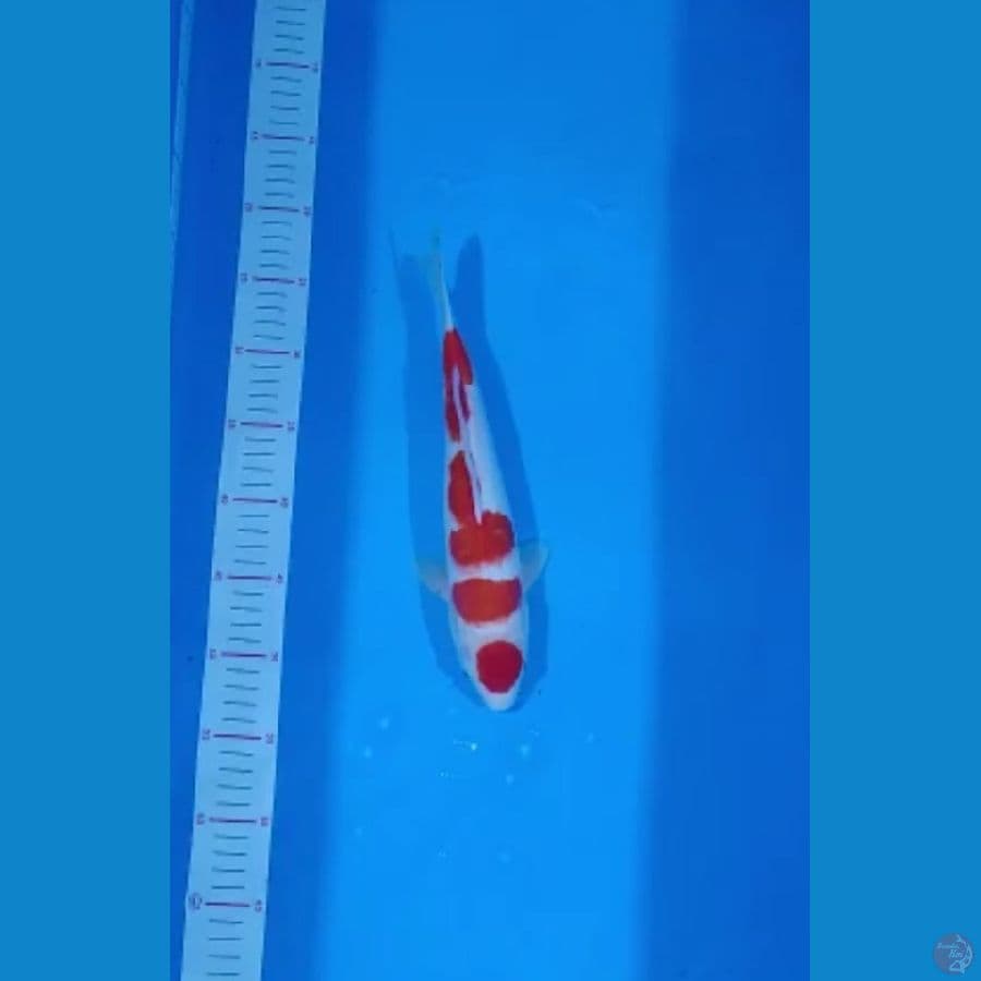 maruten kohaku 28cm ori