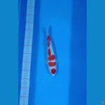 maruten kohaku 28cm ori