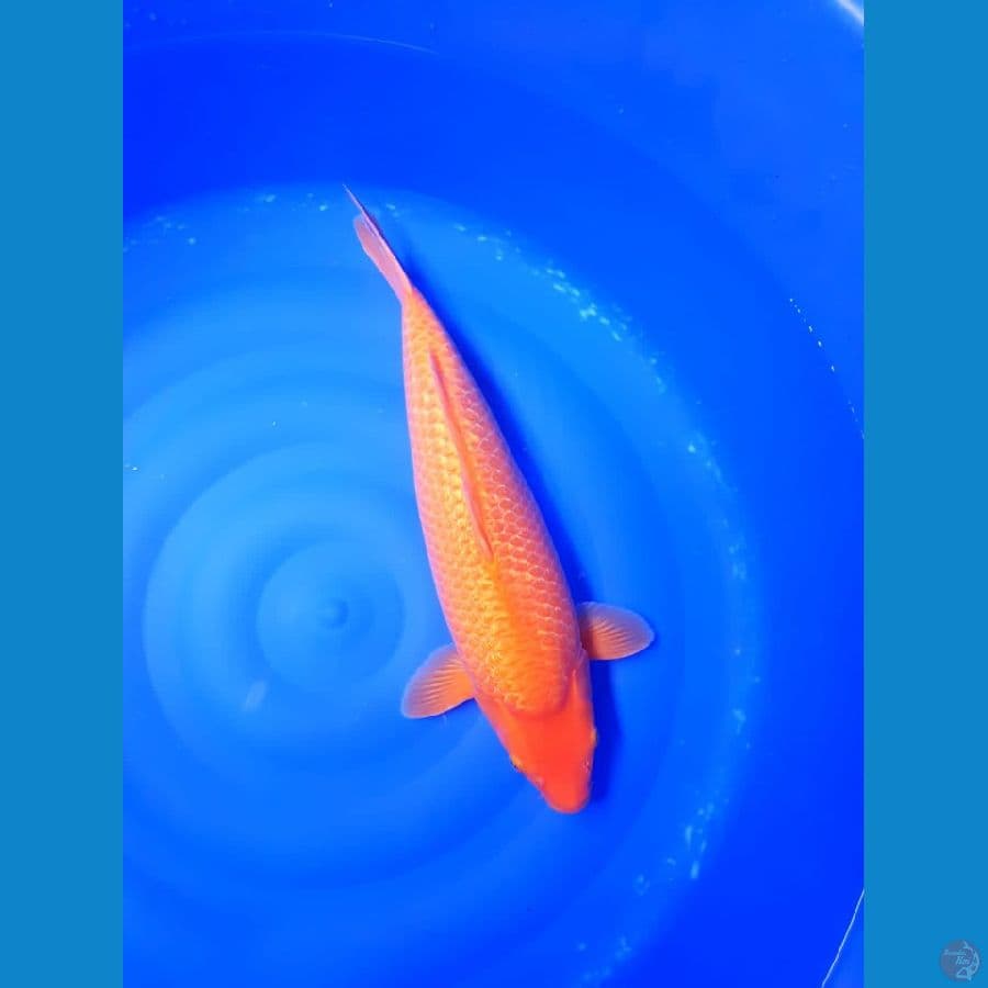 Super red karasi fuull ginrin 45cm bulky