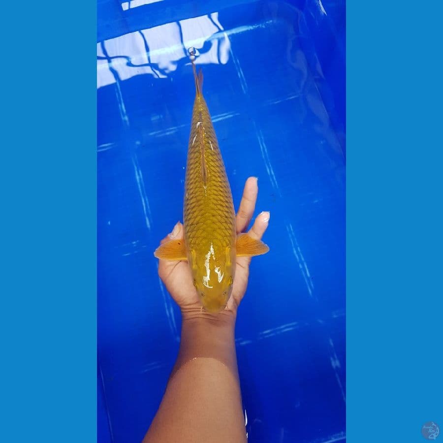 Midori 32 cm