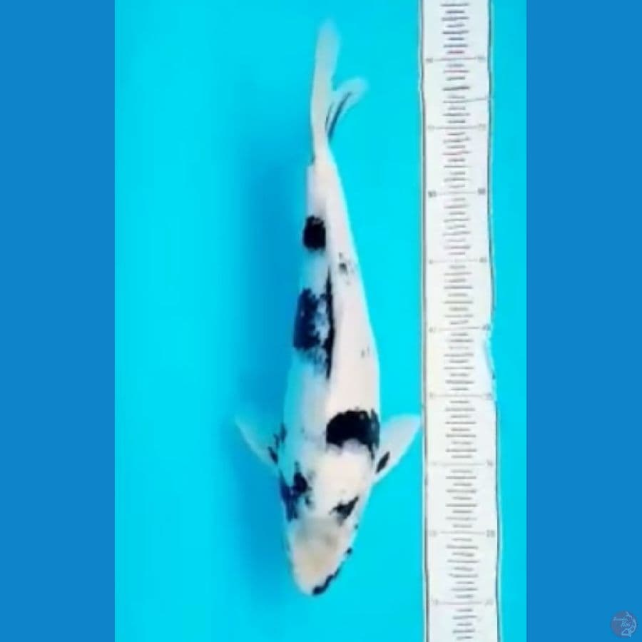 Shiro Utsuri 40 cm 