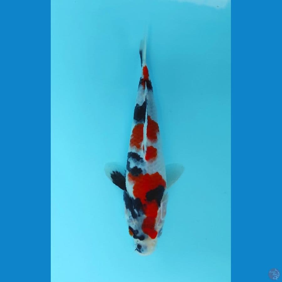 23cm