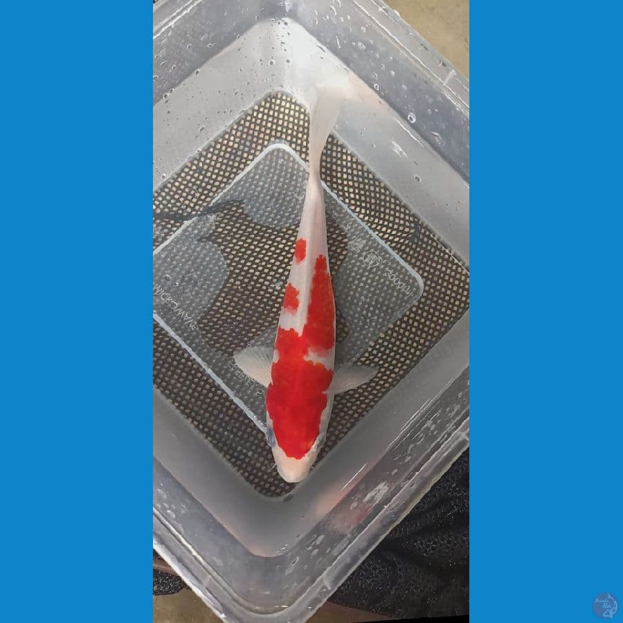 Minion Kohaku 20cm