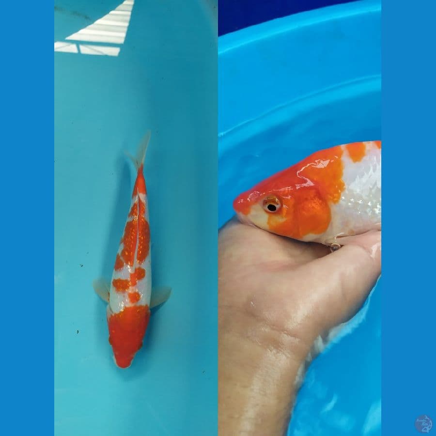 kohaku ginrin bulky