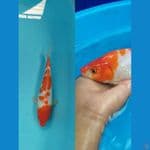 kohaku ginrin bulky