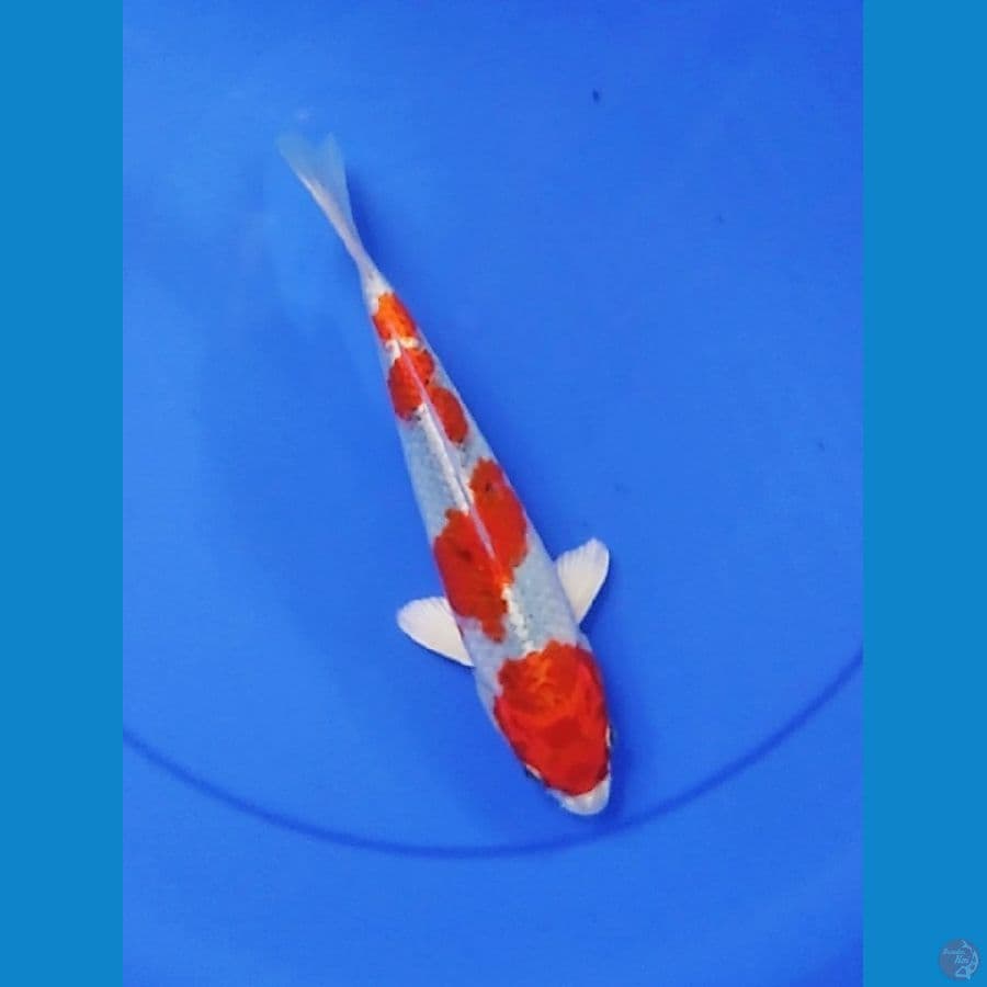 SQ 24 CM KUJAKU
