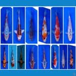 Paket 14 Ekor Koi Import Jepang (Sertifikat Breeder) 22-35cm