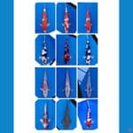 Koi Import Jepang (Breeder Certified) Paket 12 Ekor Super 35-62cm