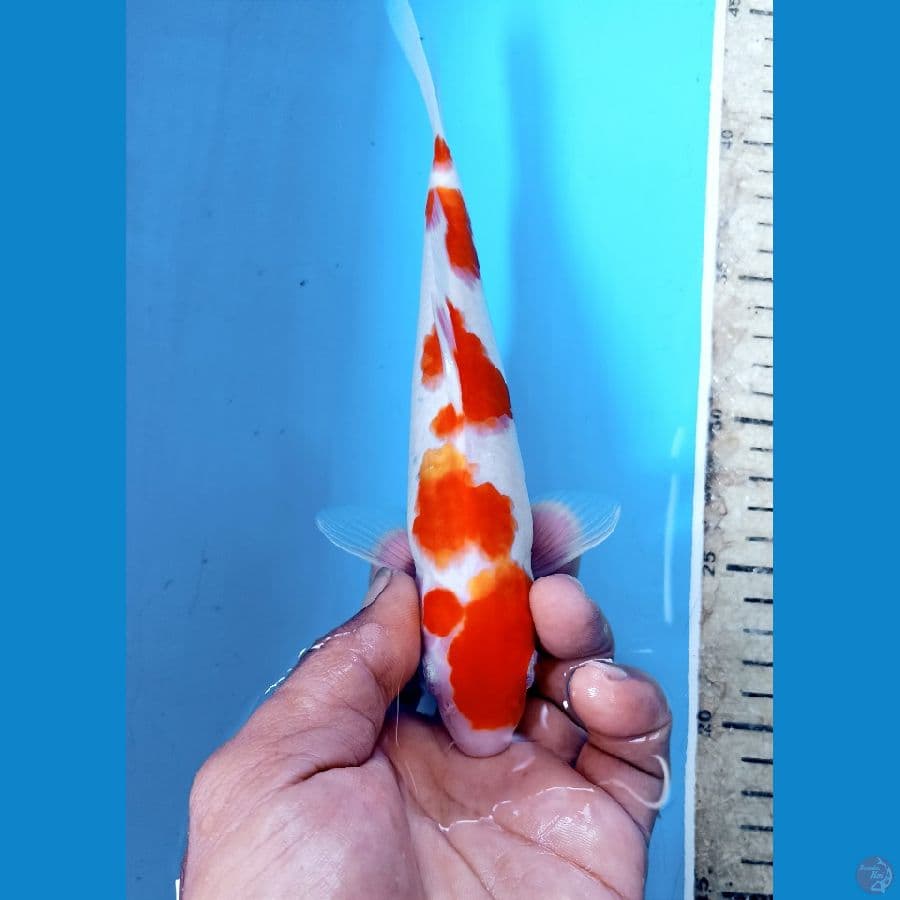 kohaku 22cm