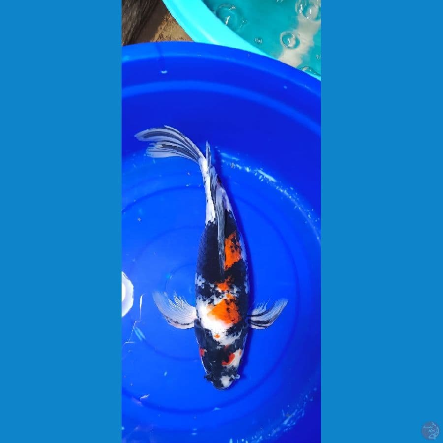 SLEYER SHOWA 42 CM PUNUK