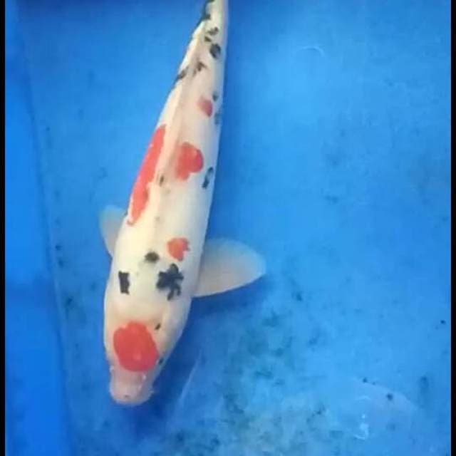 Maruten sanke 33cm