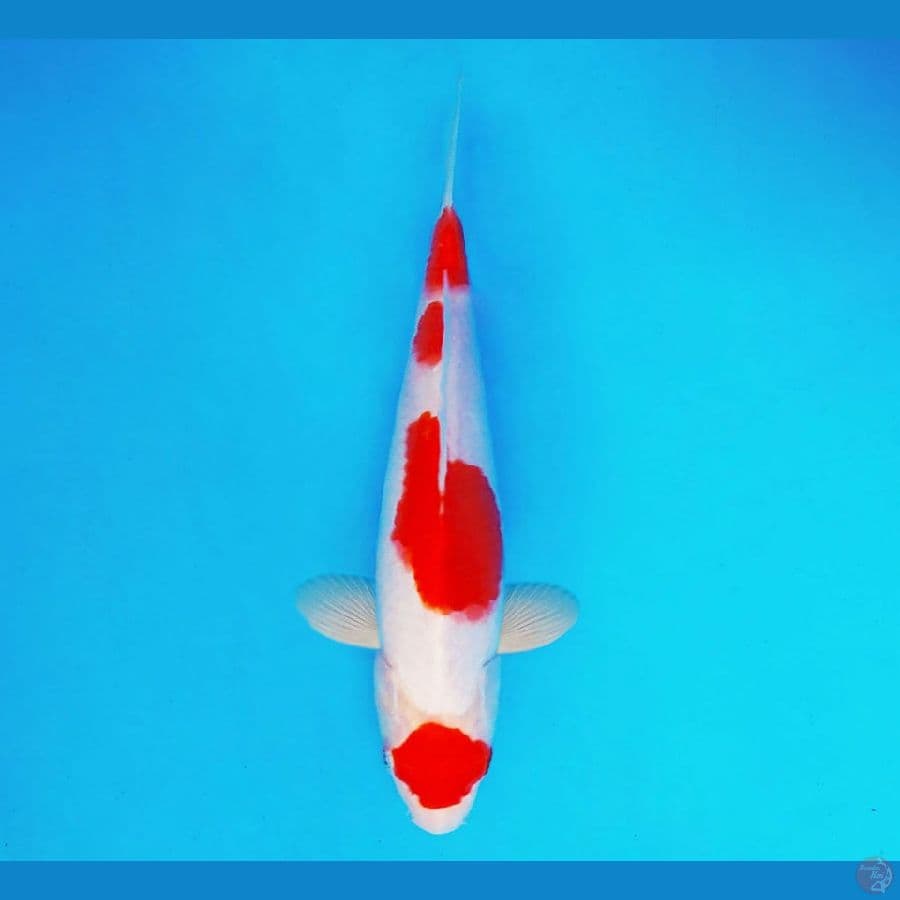 HANA 1 - Maruten Kohaku 21cm/fm ®