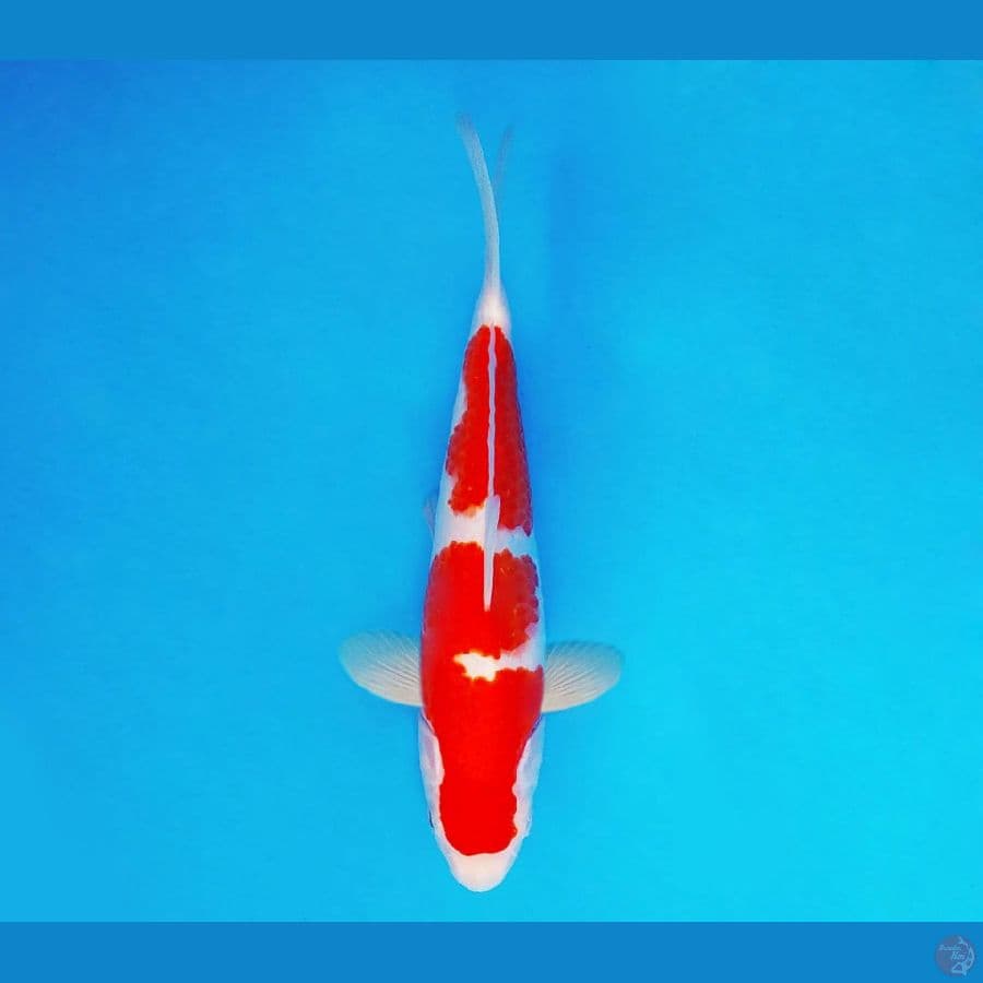 HANA 2 - Kohaku 22 cm/male ®