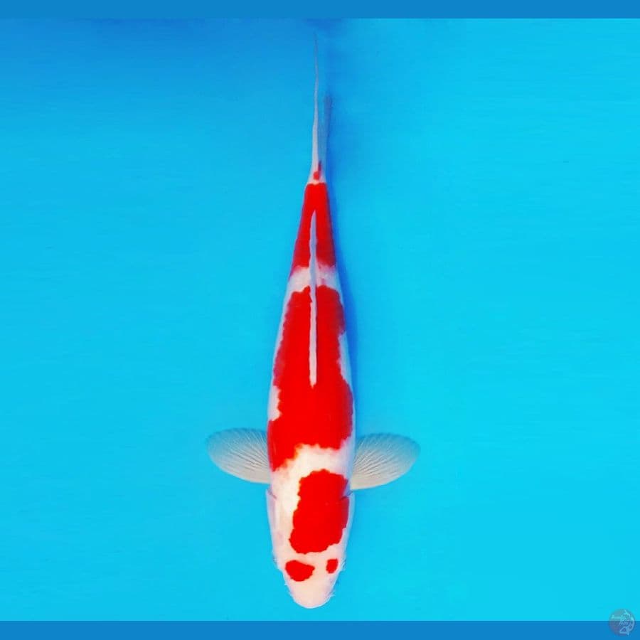 HANA 4 - Kohaku 33 cm/male ®