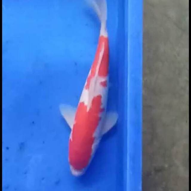 Kohaku nidan 28cm