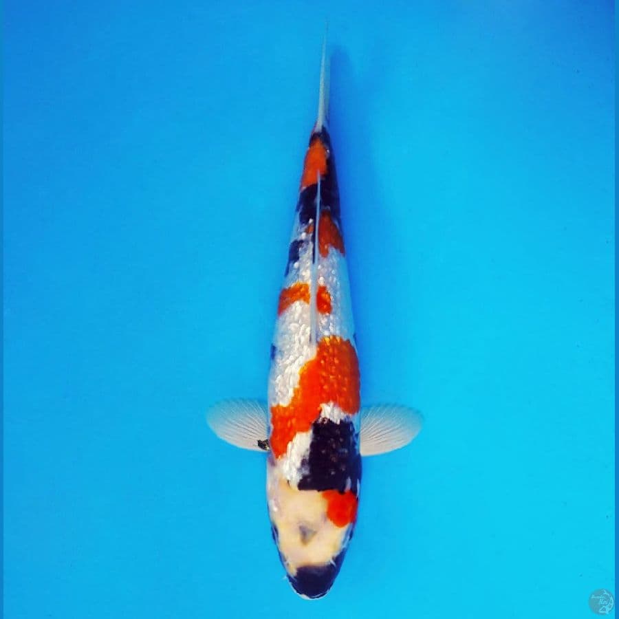 HANA 7 - Showa Gin Rin 25 cm/fm ®