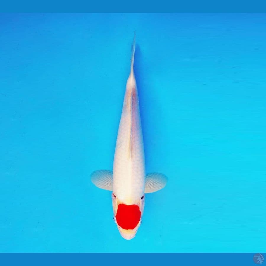 HANA 9 - Tancho 28 cm/male ®