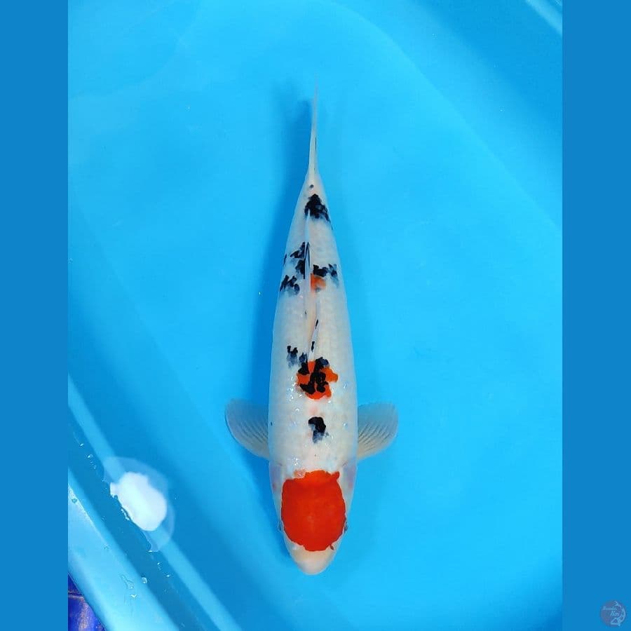 TANCHO SANKE 44 CM - FEEMALE 