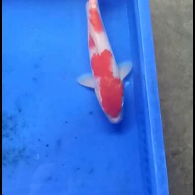 Kohaku sandan 31cm