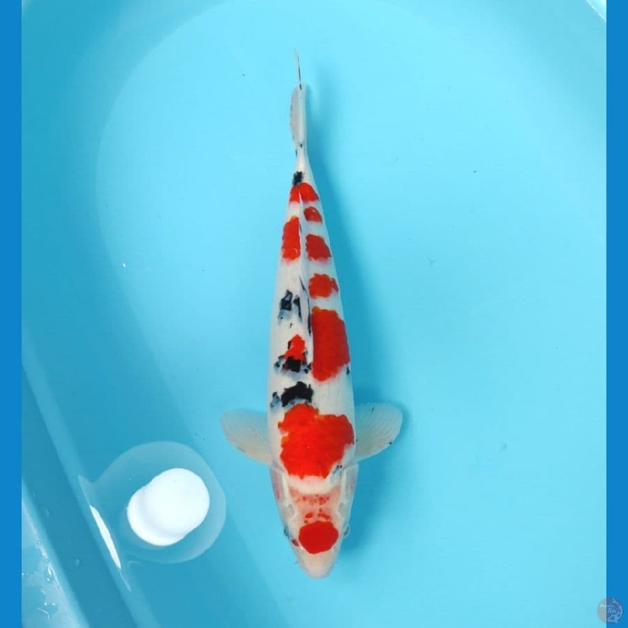 SANKE MARUTEN 40 CM - MALE 