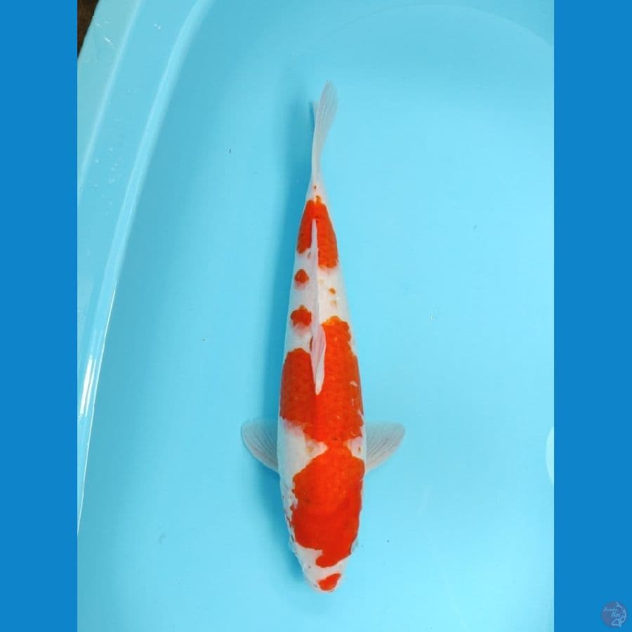 AIKOROMO 45 CM - FEEMALE 