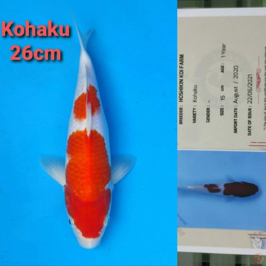 HOSHIKIN KOHAKU 26CM SERTI