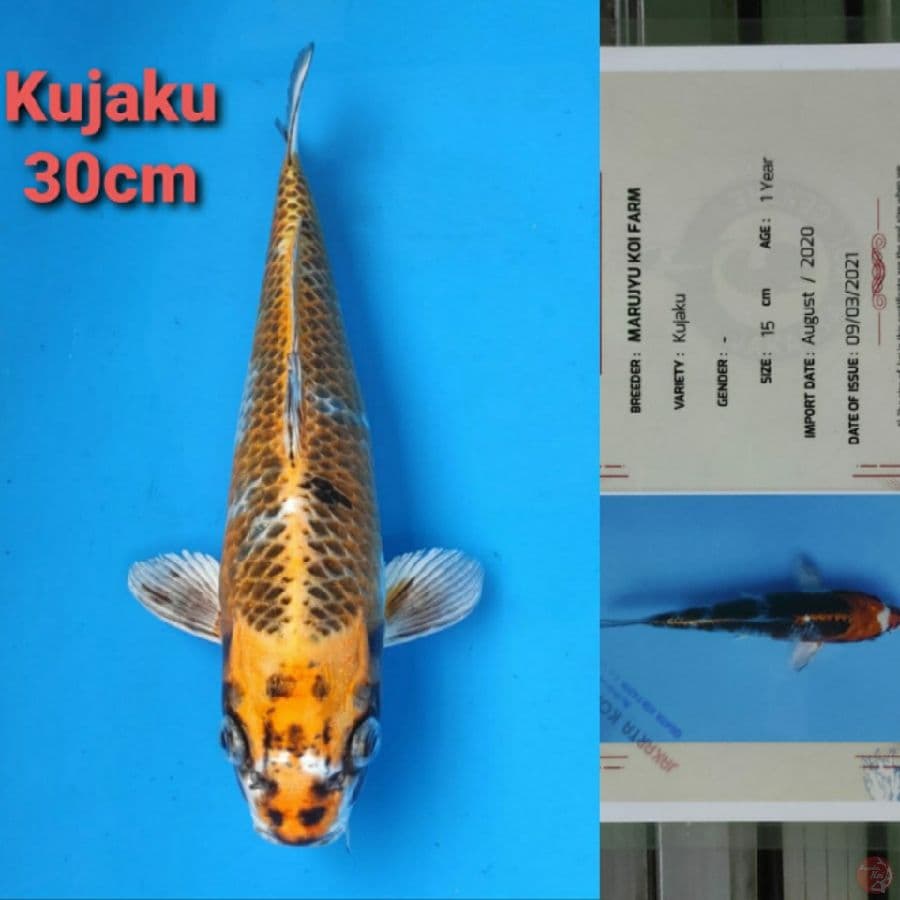 MARUJYU KUJAKU 30CM SERTI