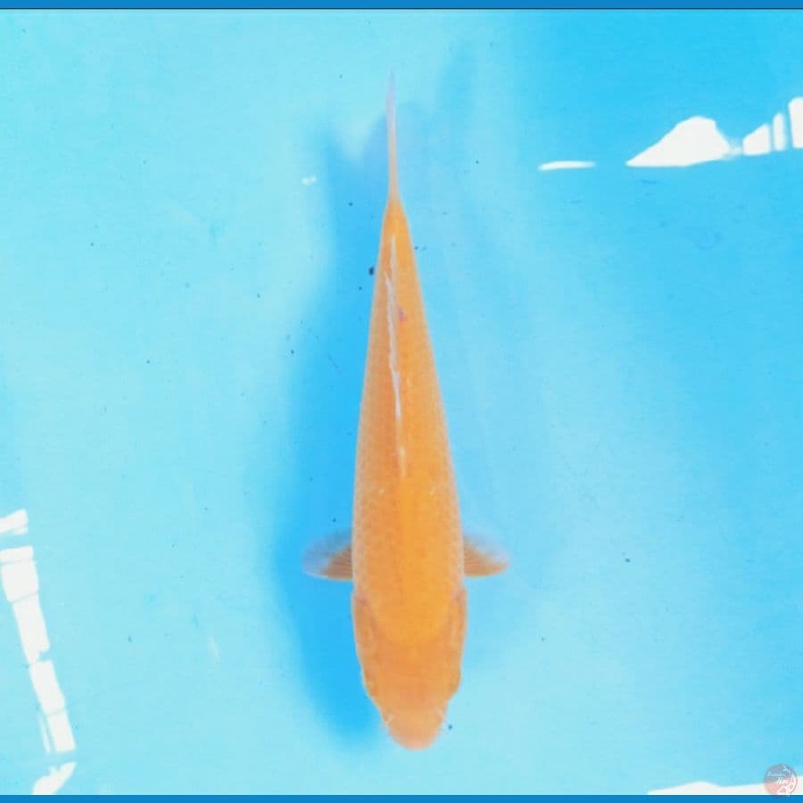 Golden Corn 28 cm