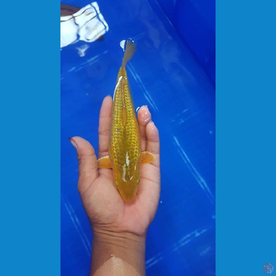 Karamel ginrin 20 cm