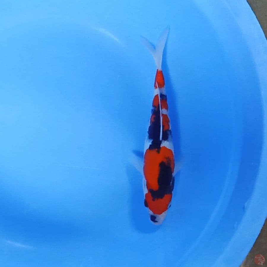 Showa, 23cm